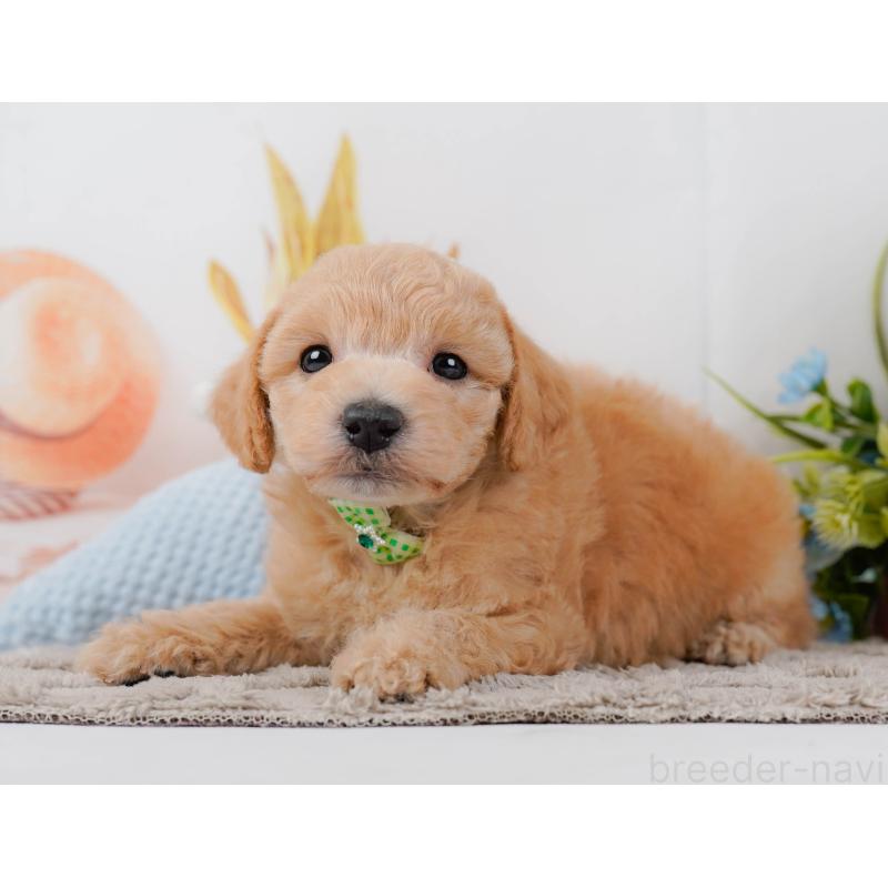 販売中の静岡県のビションプー:ビションフリーゼ×トイプードル-455700の7枚目