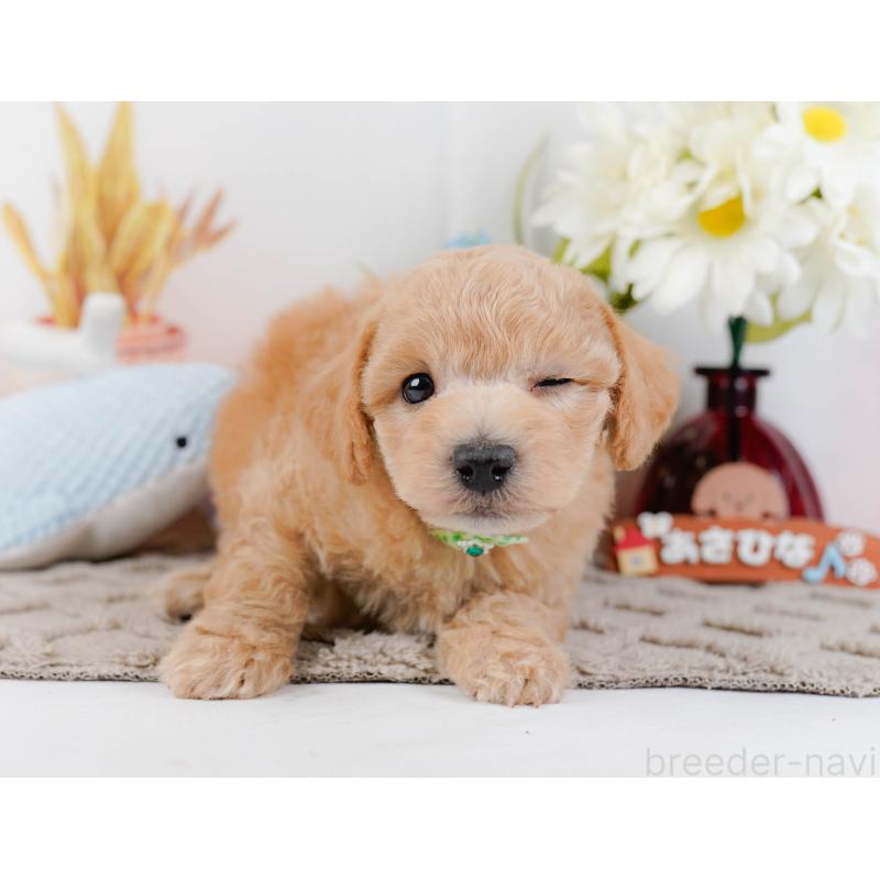 販売中の静岡県のビションプー:ビションフリーゼ×トイプードル-455700の5枚目