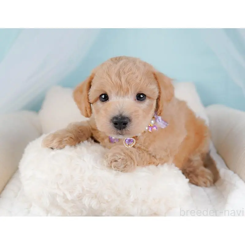 販売中の静岡県のビションプー:ビションフリーゼ×トイプードル-455700の4枚目