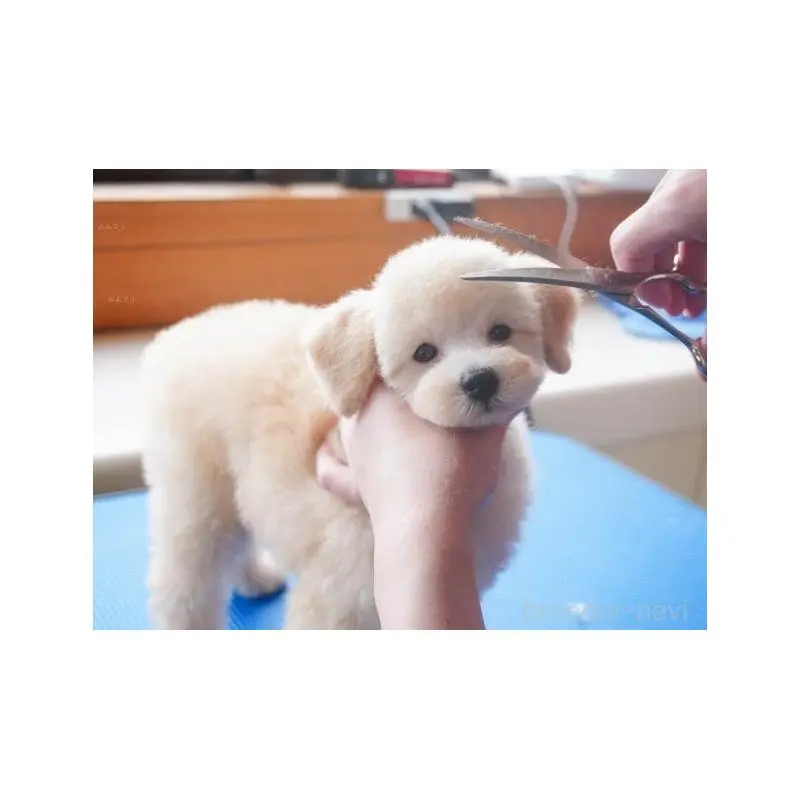 販売中の静岡県のミックス犬-455701の13枚目