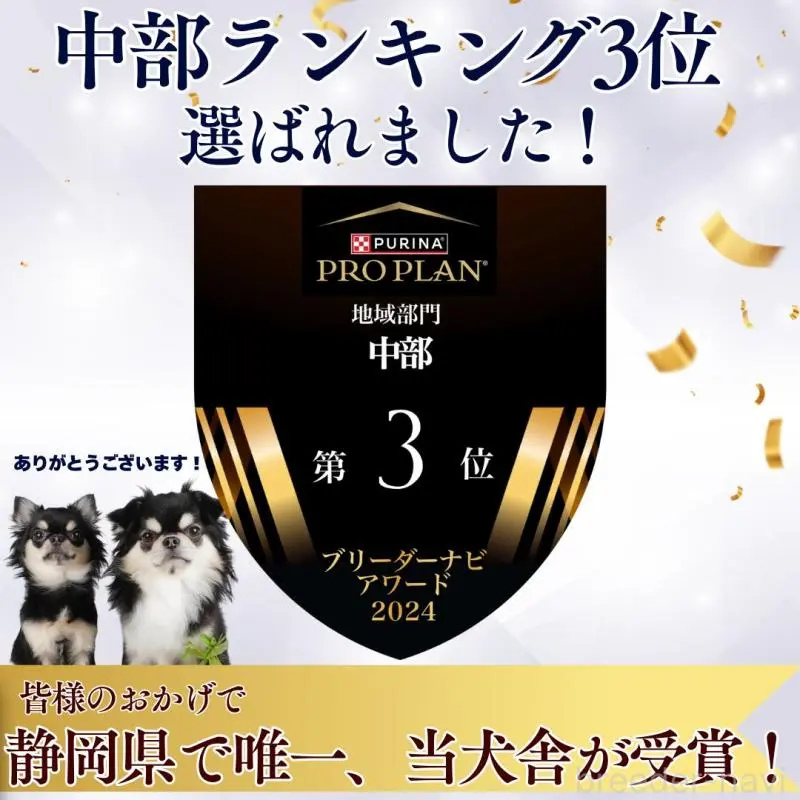 販売中の静岡県のミックス犬-455701の10枚目