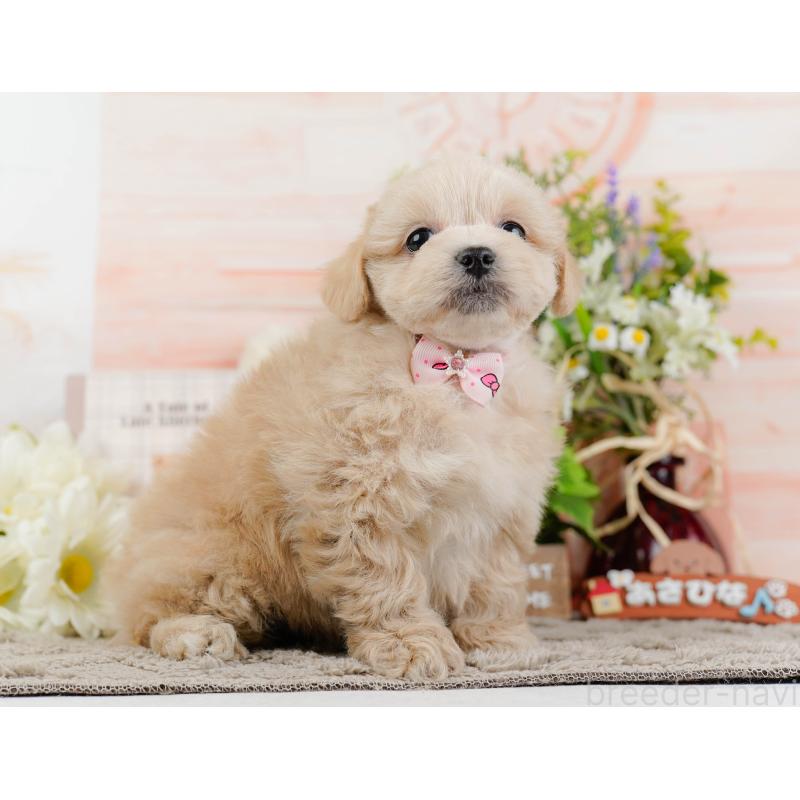 販売中の静岡県のミックス犬-455701の9枚目