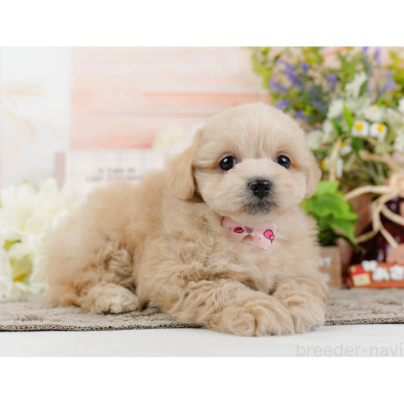 販売中の静岡県のミックス犬-455701の5枚目