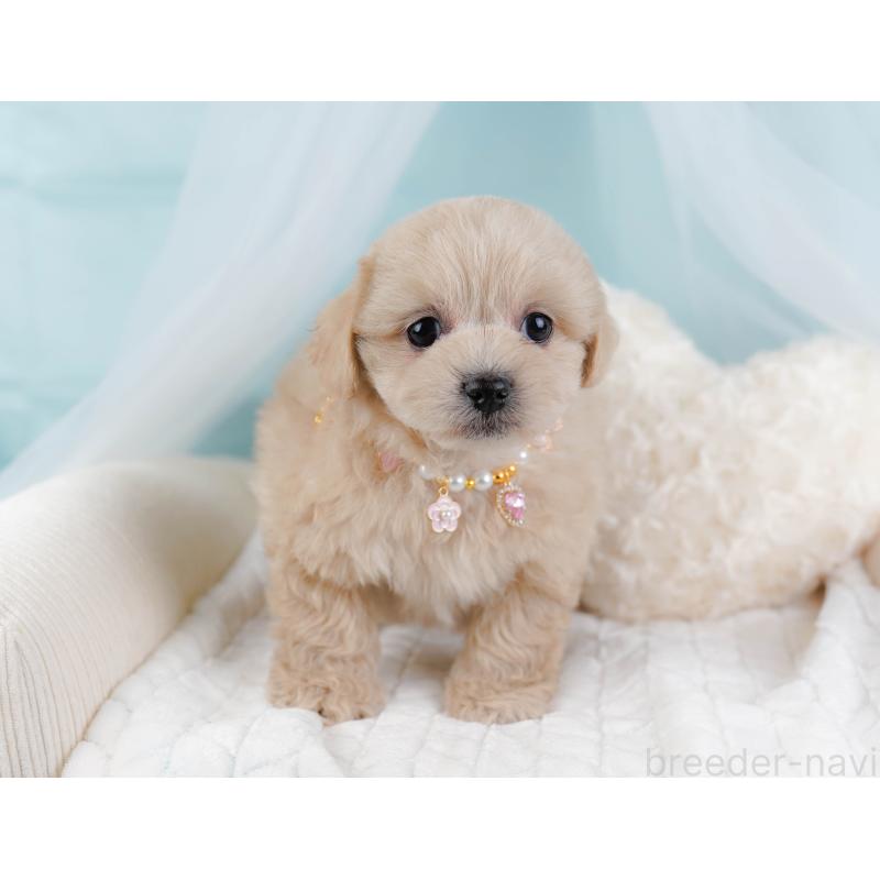 販売中の静岡県のミックス犬-455701の4枚目