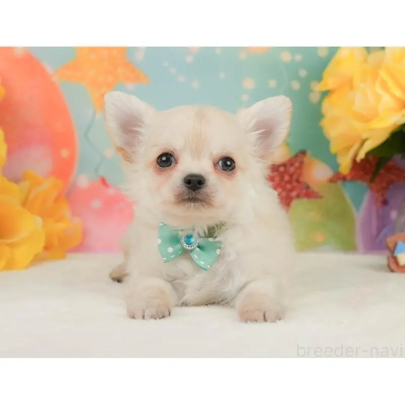 販売中の静岡県のチワワ(ロングコート)-455495の10枚目