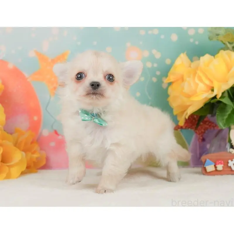 販売中の静岡県のチワワ(ロングコート)-455495の9枚目