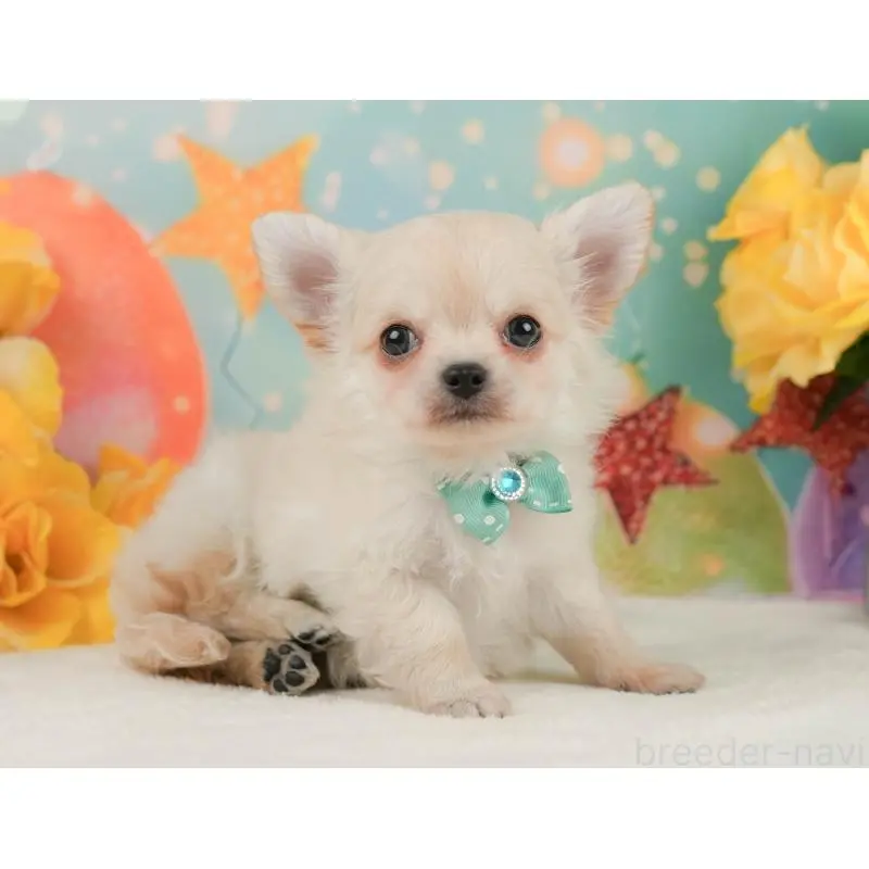 販売中の静岡県のチワワ(ロングコート)-455495の8枚目