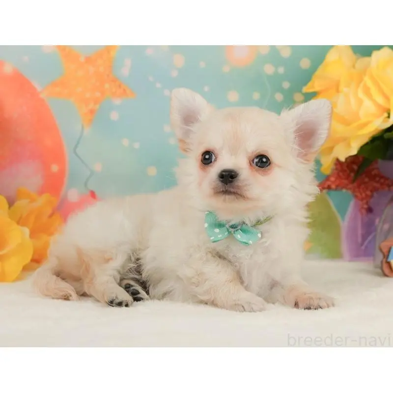 販売中の静岡県のチワワ(ロングコート)-455495の7枚目