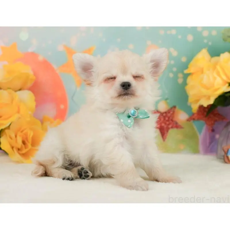 販売中の静岡県のチワワ(ロングコート)-455495の6枚目