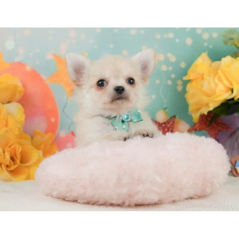 販売中の静岡県のチワワ(ロングコート)-455495の5枚目