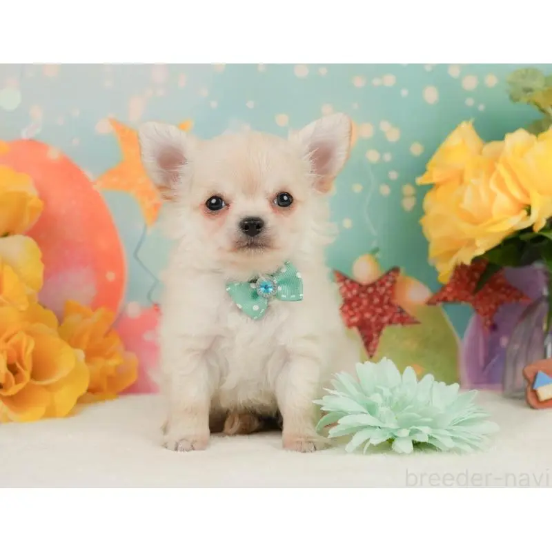 販売中の静岡県のチワワ(ロングコート)-455495の4枚目