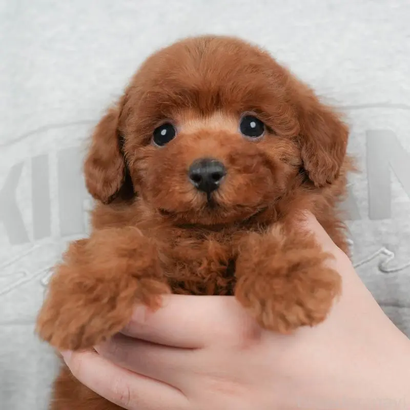 販売中の群馬県のトイプードル-455774の9枚目