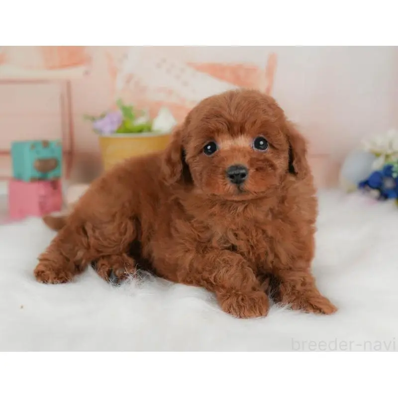 販売中の群馬県のトイプードル-455774の8枚目