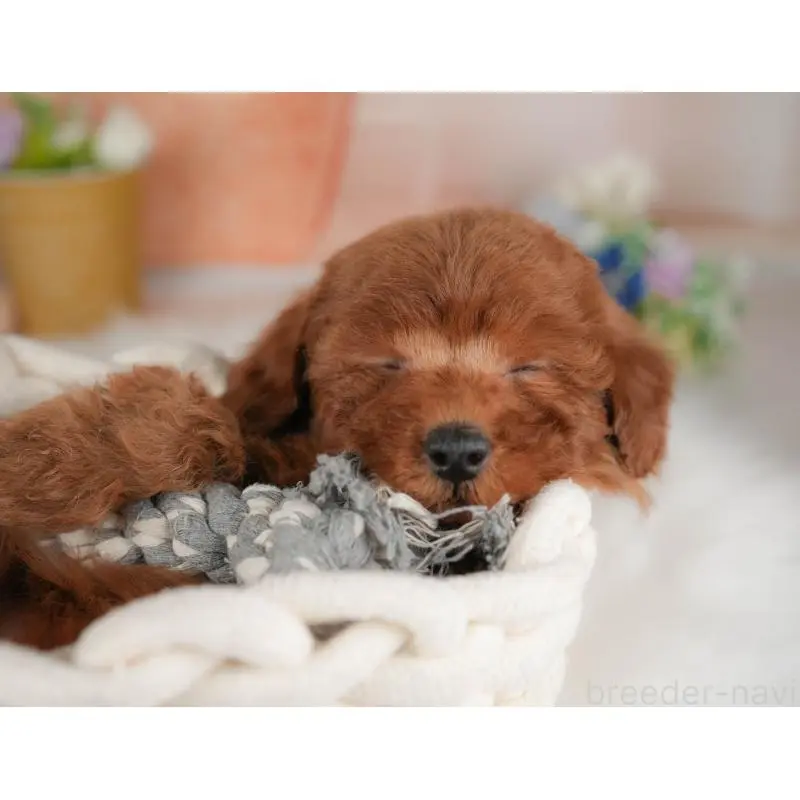 販売中の群馬県のトイプードル-455774の6枚目