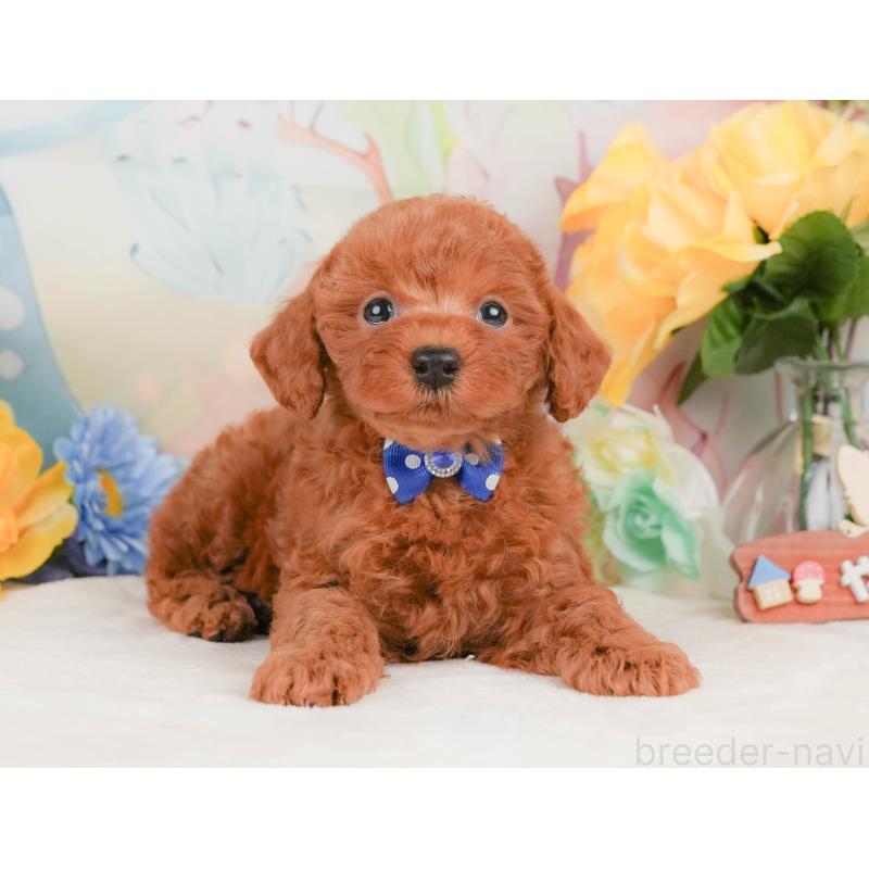 販売中の静岡県のトイプードル-455496の10枚目