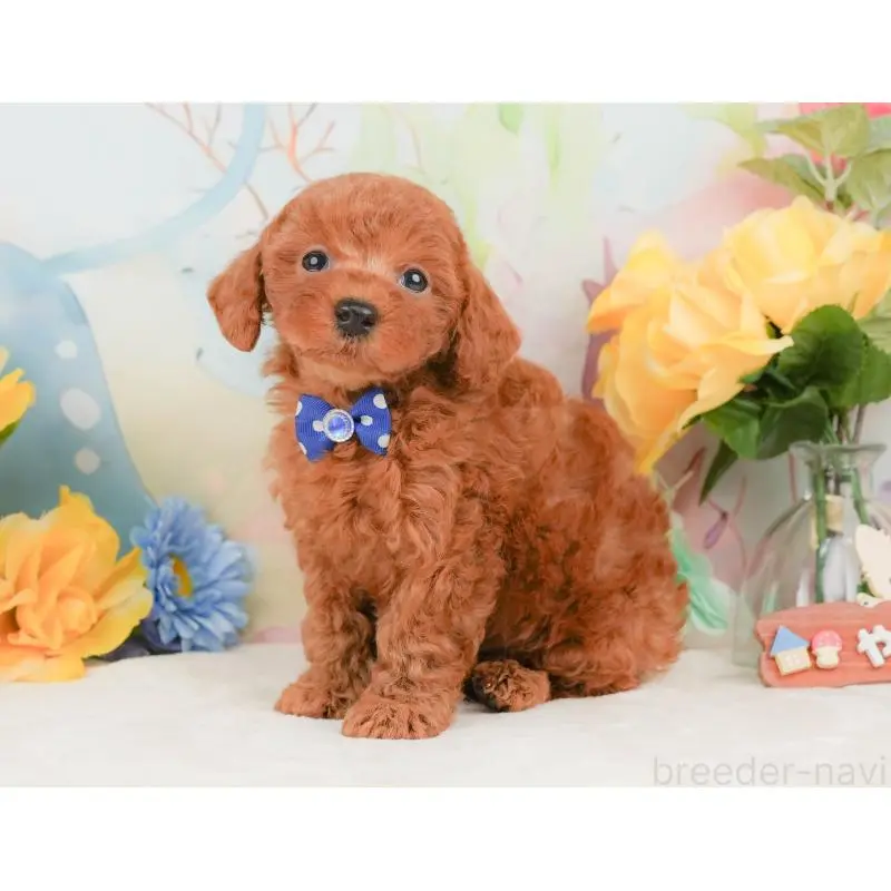 販売中の静岡県のトイプードル-455496の9枚目