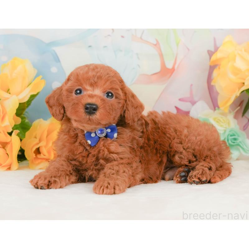 販売中の静岡県のトイプードル-455496の8枚目