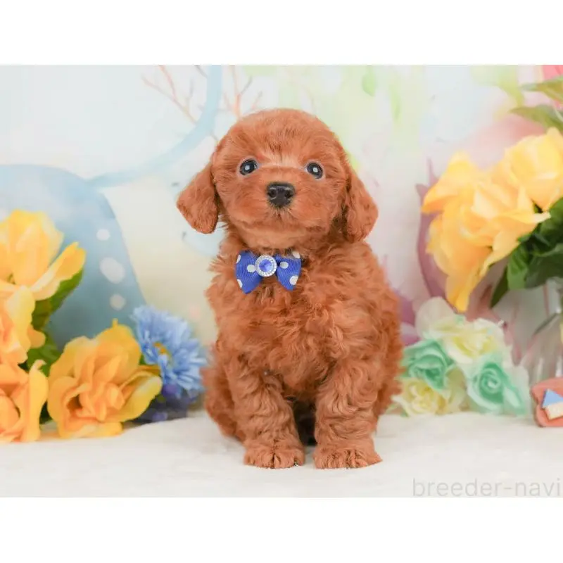 販売中の静岡県のトイプードル-455496の7枚目