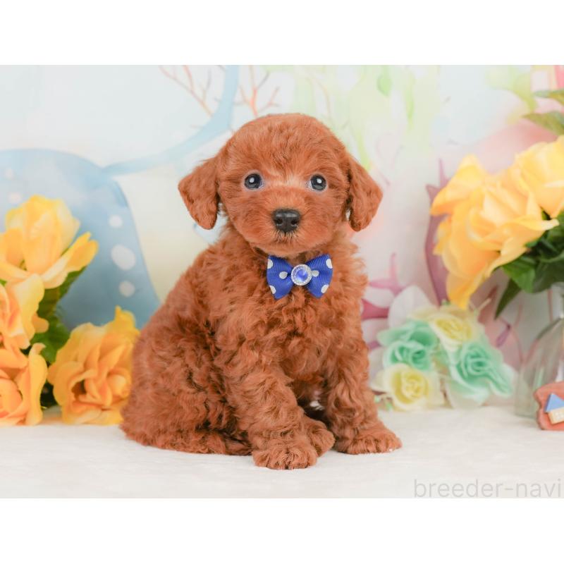 販売中の静岡県のトイプードル-455496の6枚目