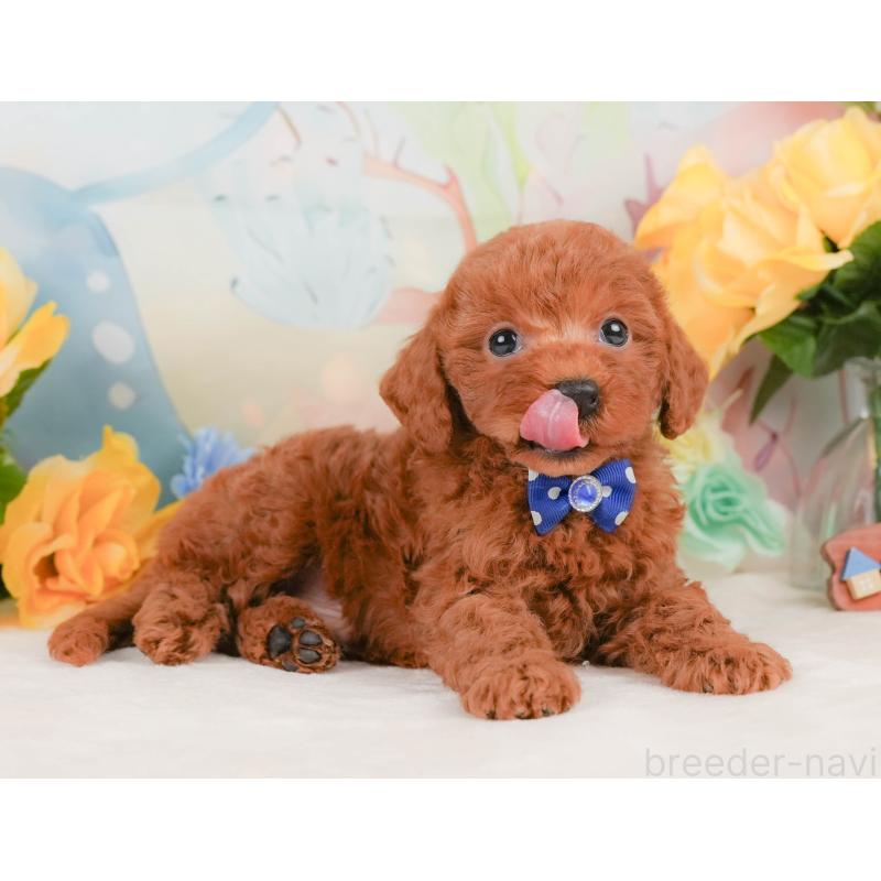 販売中の静岡県のトイプードル-455496の5枚目