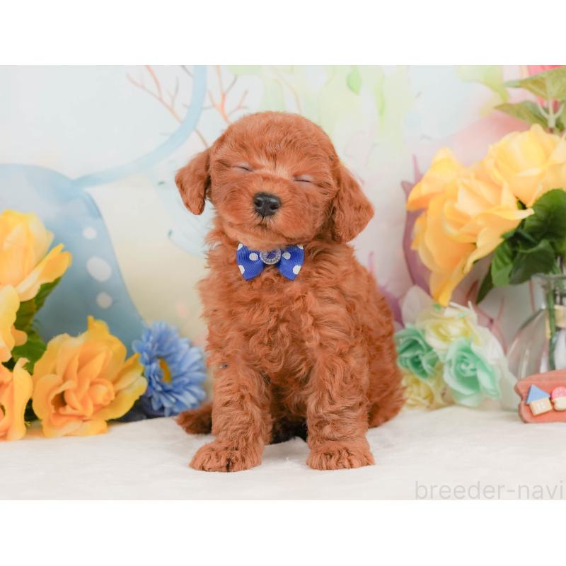 販売中の静岡県のトイプードル-455496の4枚目