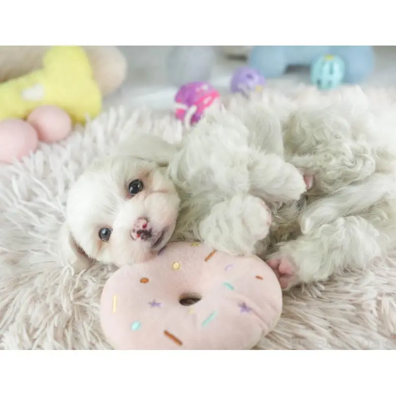 販売中の群馬県のマルプー:マルチーズ×トイプードル-455773の7枚目