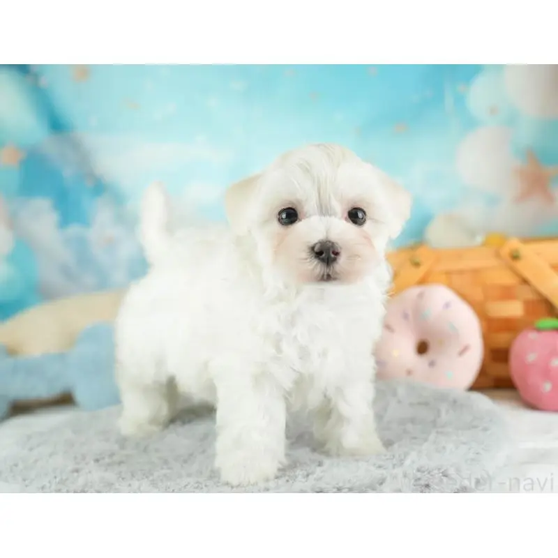 販売中の群馬県のマルプー:マルチーズ×トイプードル-455772の11枚目