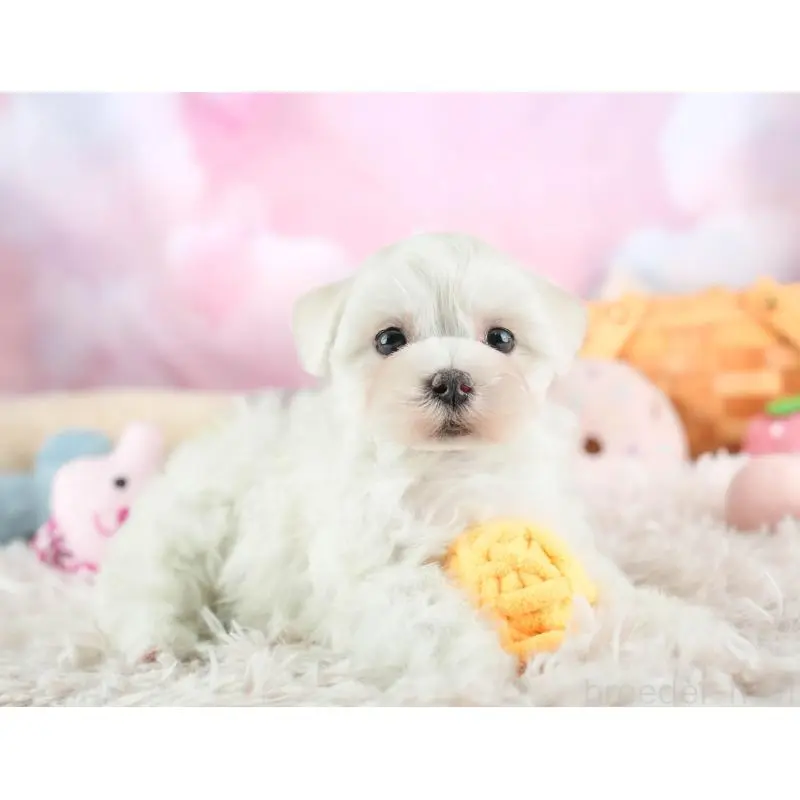 販売中の群馬県のマルプー:マルチーズ×トイプードル-455772の8枚目