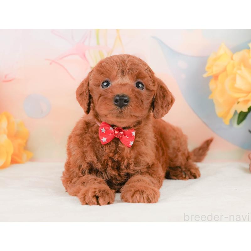 販売中の静岡県のトイプードル-455497の10枚目