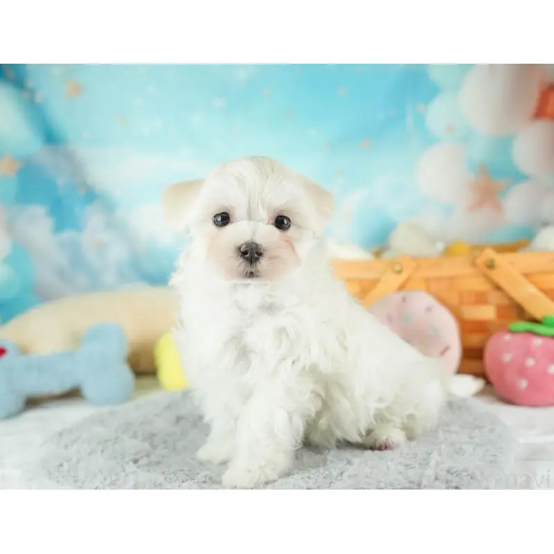 販売中の群馬県のマルプー:マルチーズ×トイプードル-455772の6枚目