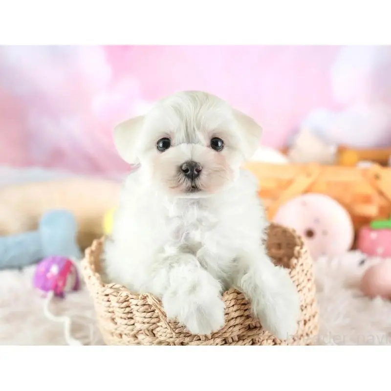 販売中の群馬県のマルプー:マルチーズ×トイプードル-455772の5枚目