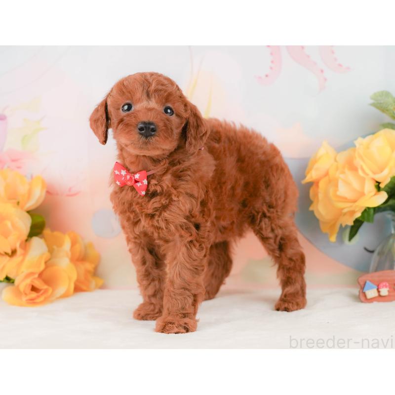 販売中の静岡県のトイプードル-455497の9枚目