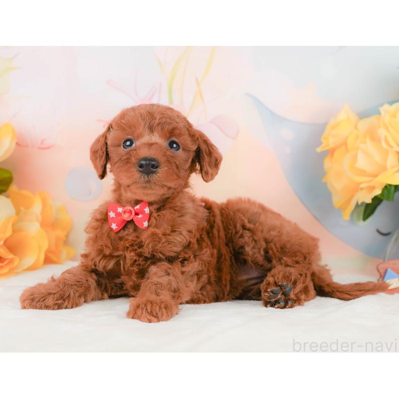 販売中の静岡県のトイプードル-455497の8枚目