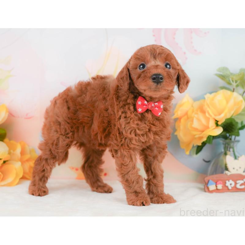 販売中の静岡県のトイプードル-455497の7枚目