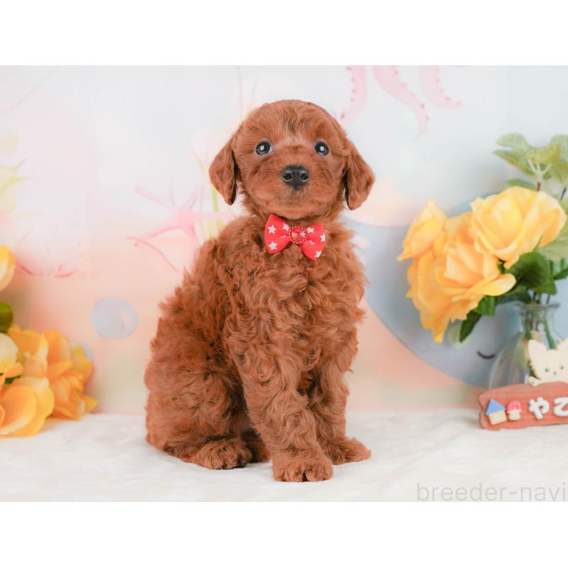 販売中の静岡県のトイプードル-455497の6枚目