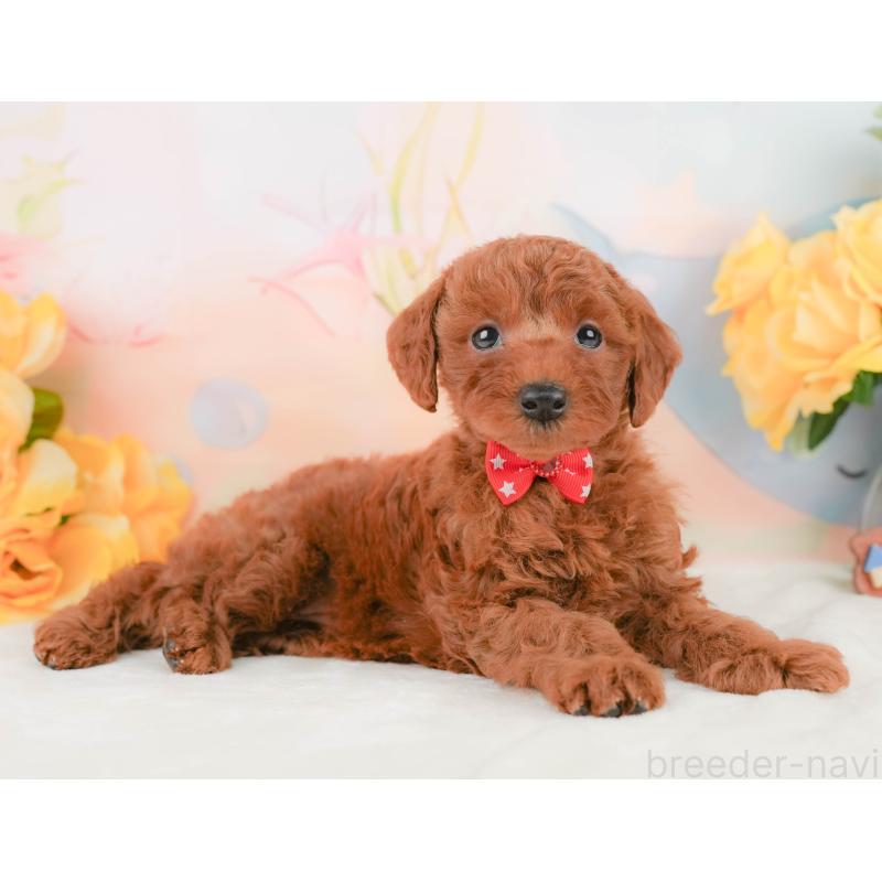 販売中の静岡県のトイプードル-455497の5枚目