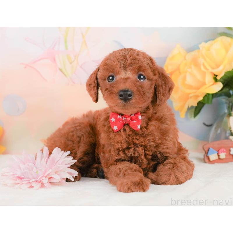 販売中の静岡県のトイプードル-455497の4枚目