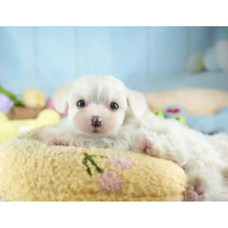 販売中の群馬県のマルプー:マルチーズ×トイプードル-455771の9枚目