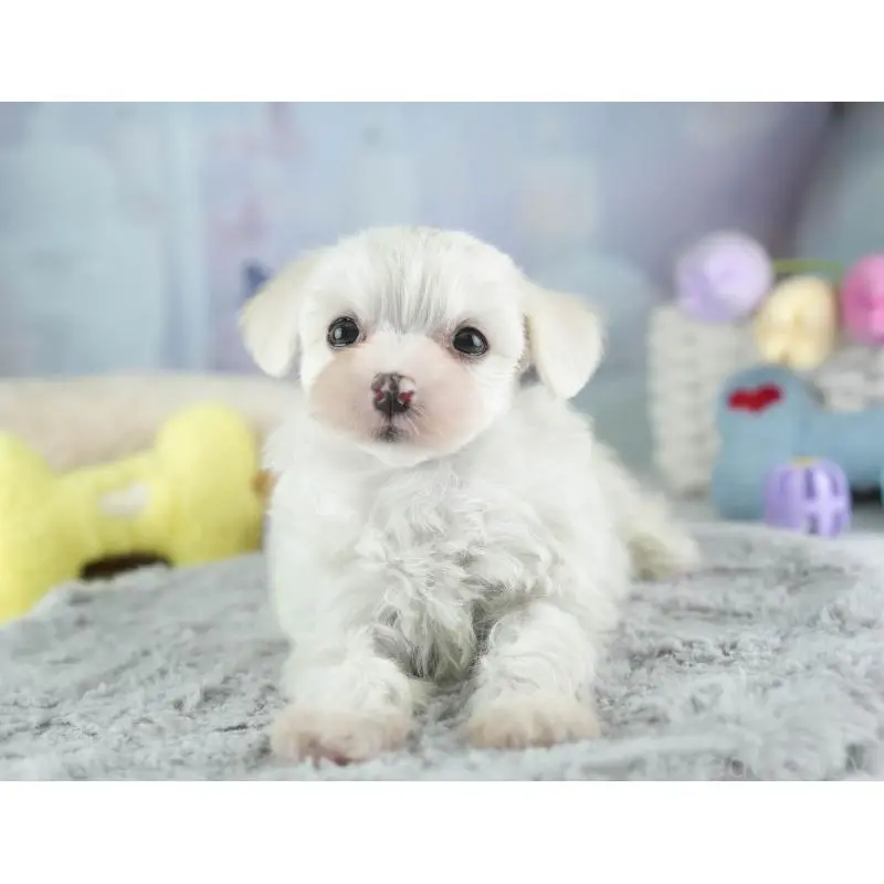 販売中の群馬県のマルプー:マルチーズ×トイプードル-455771の7枚目