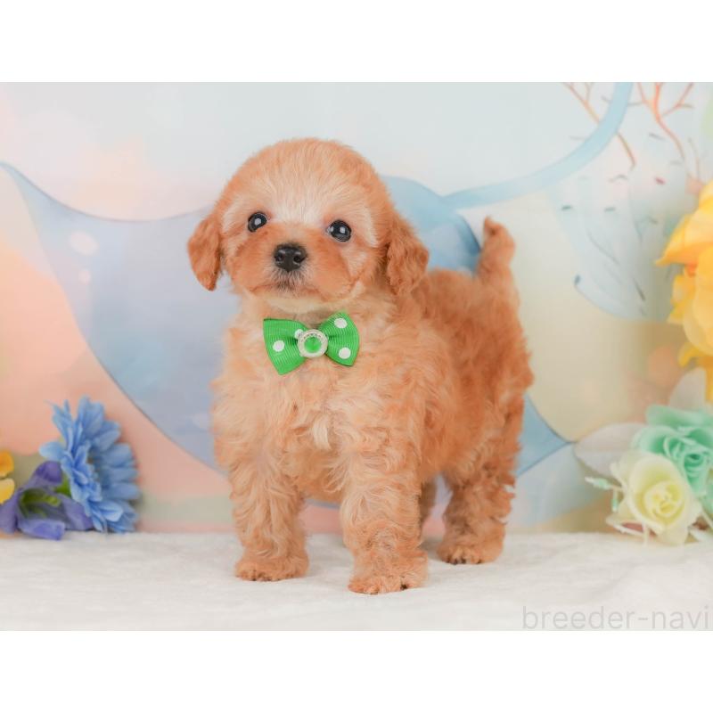 販売中の静岡県のトイプードル-455498の10枚目