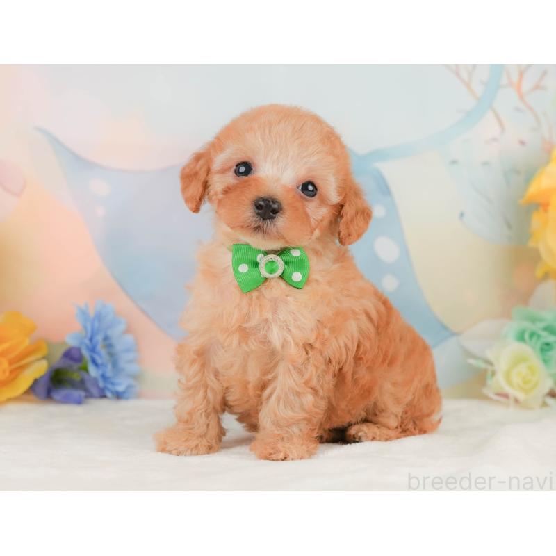 販売中の静岡県のトイプードル-455498の9枚目