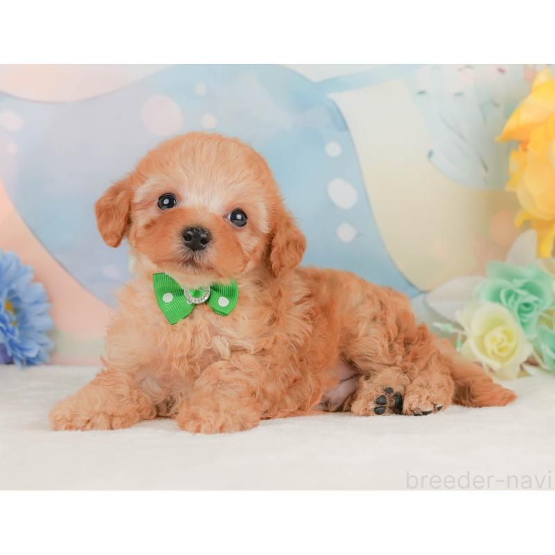 販売中の静岡県のトイプードル-455498の8枚目