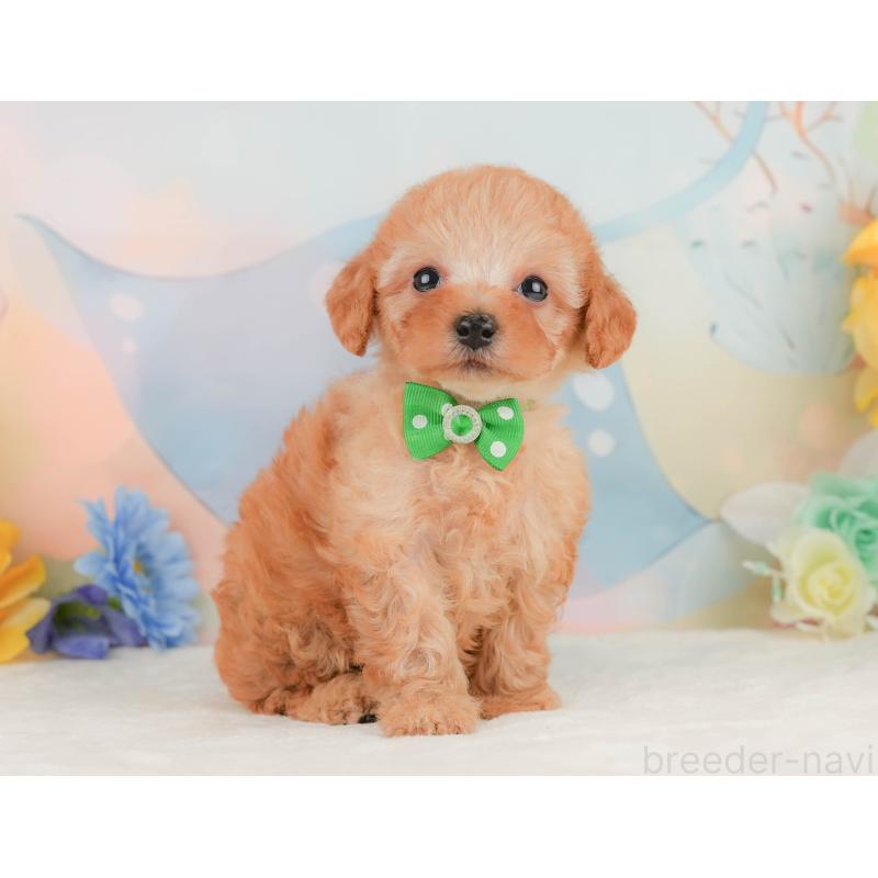 販売中の静岡県のトイプードル-455498の7枚目