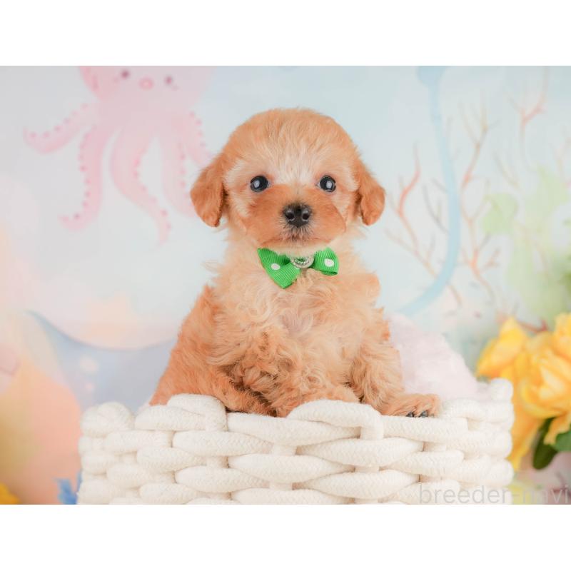 販売中の静岡県のトイプードル-455498の6枚目