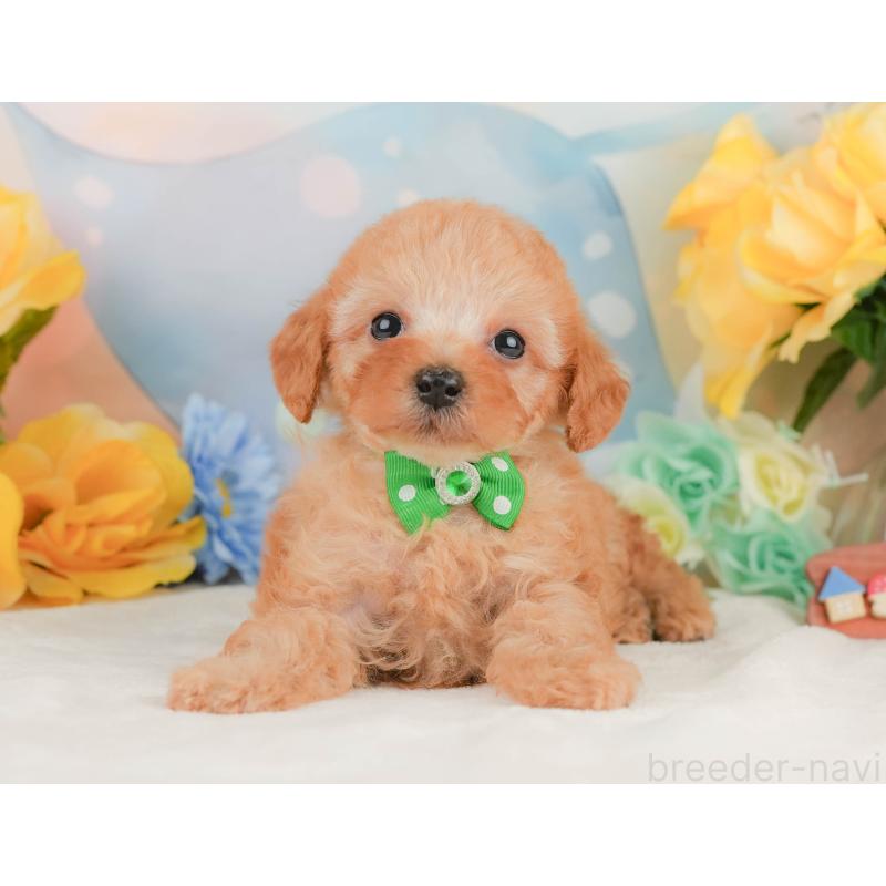 販売中の静岡県のトイプードル-455498の4枚目