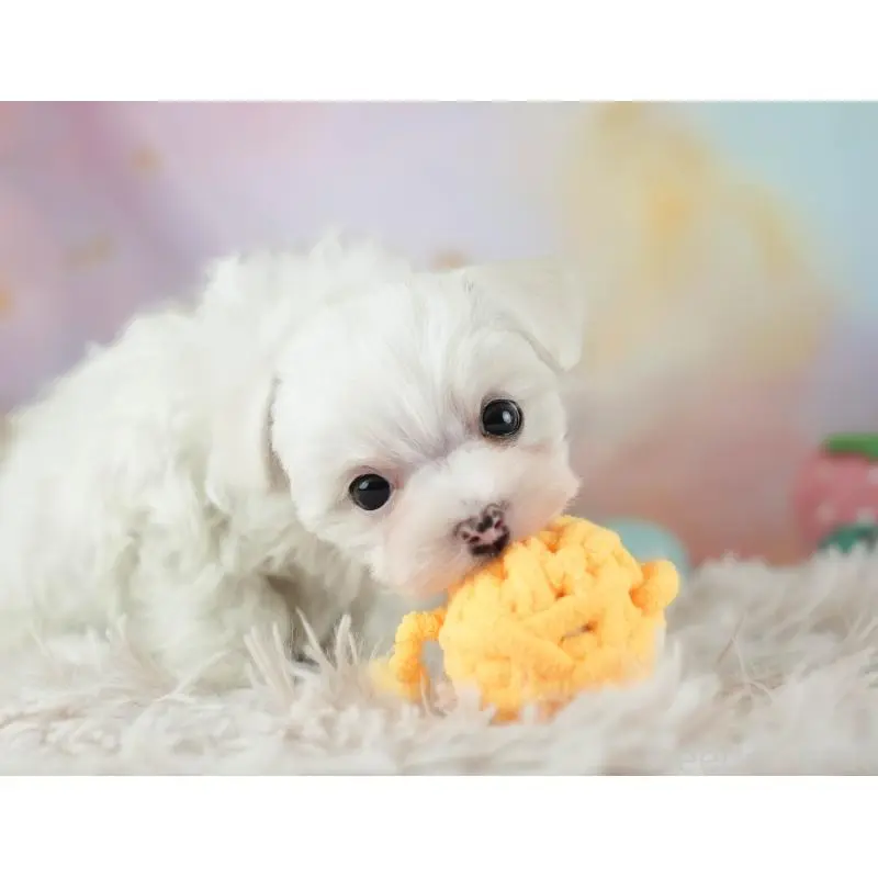 販売中の群馬県のマルプー:マルチーズ×トイプードル-455769の8枚目