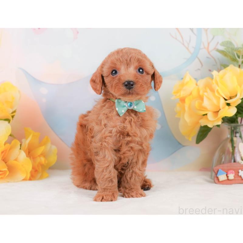 販売中の静岡県のトイプードル-455499の10枚目