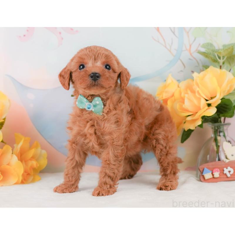 販売中の静岡県のトイプードル-455499の9枚目