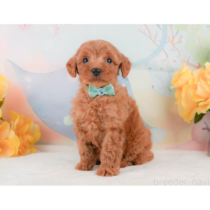 販売中の静岡県のトイプードル-455499の8枚目