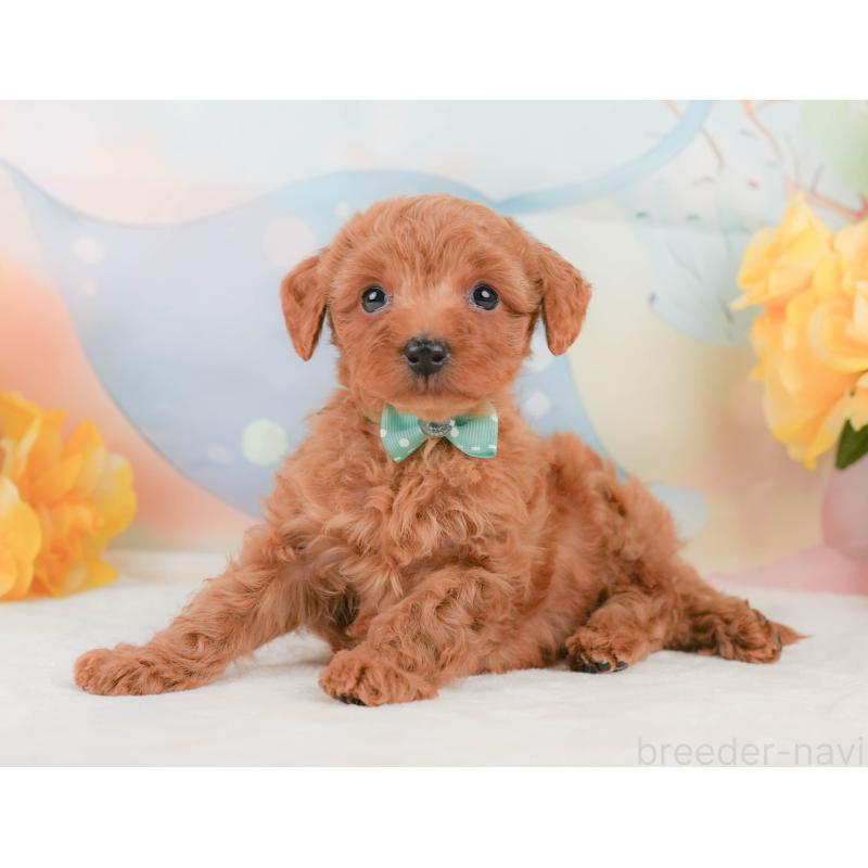 販売中の静岡県のトイプードル-455499の7枚目